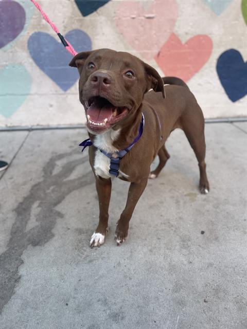 EWING, a adult male Labrador Retriever / Pit Bull Terrier Mix