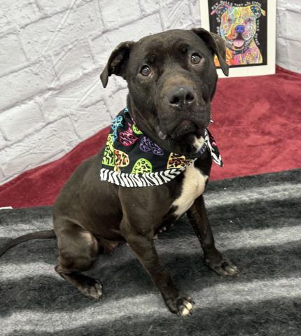 POPOCA, a adult female Pit Bull Terrier Mix