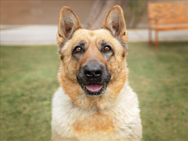 ESTRELLA, a senior female German Shepherd Dog Mix
