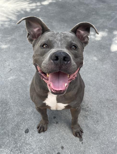 SHADOW, a adult male Bulldog Mix
