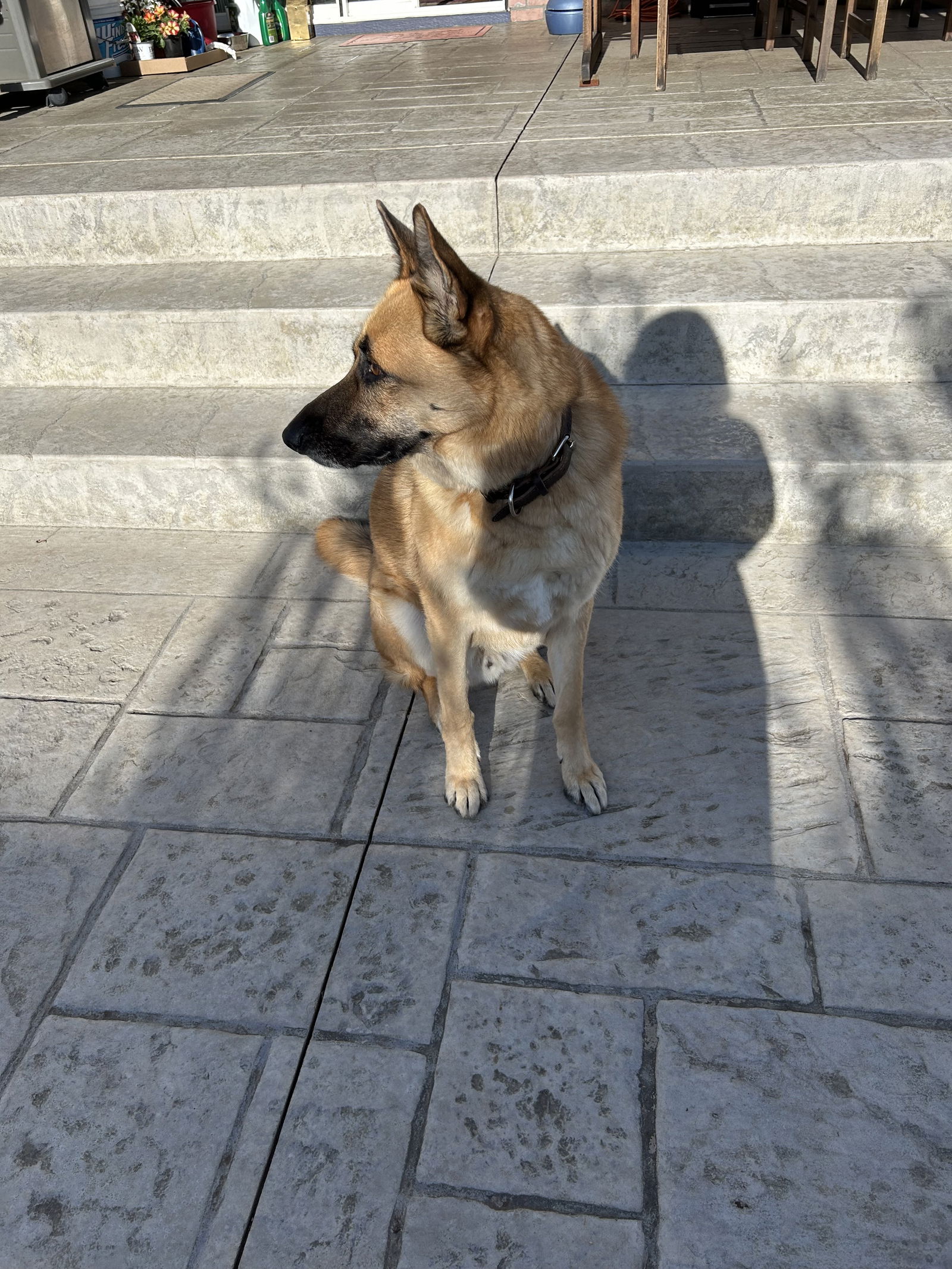 Willie, a adult male German Shepherd Dog / Husky Mix