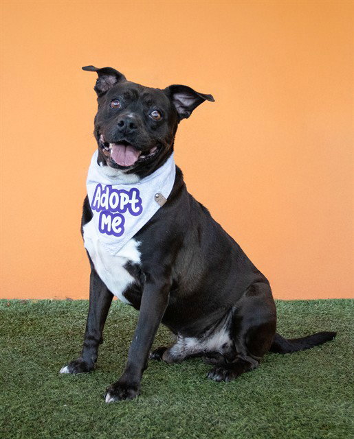 CHARLIE, a senior male American Bulldog Mix