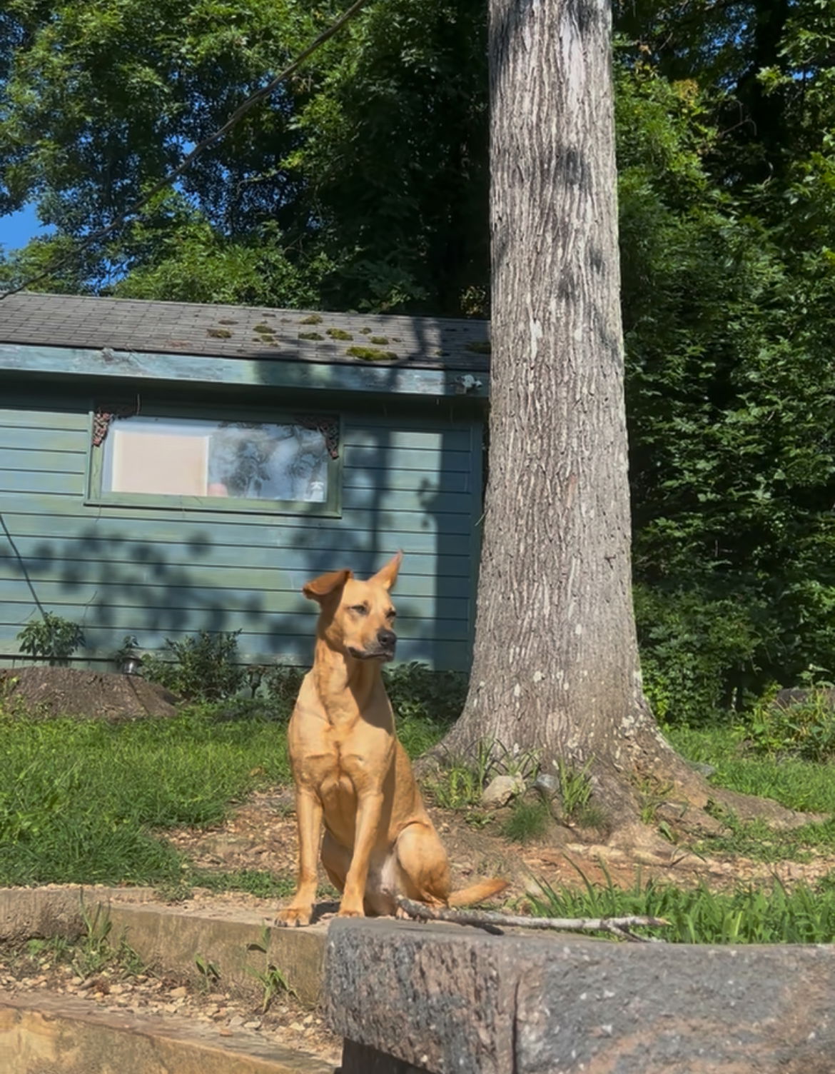 Piper, a young female Australian Shepherd / Cattle Dog Mix