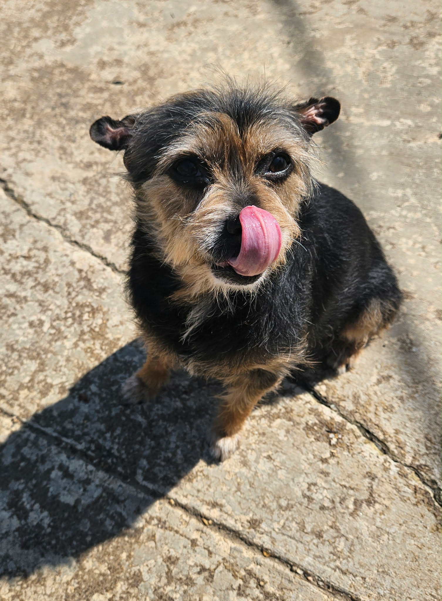 Lolli, a senior female Terrier