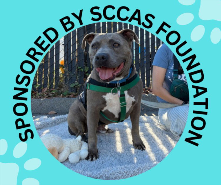 DORIAN, a senior male Staffordshire Bull Terrier Mix
