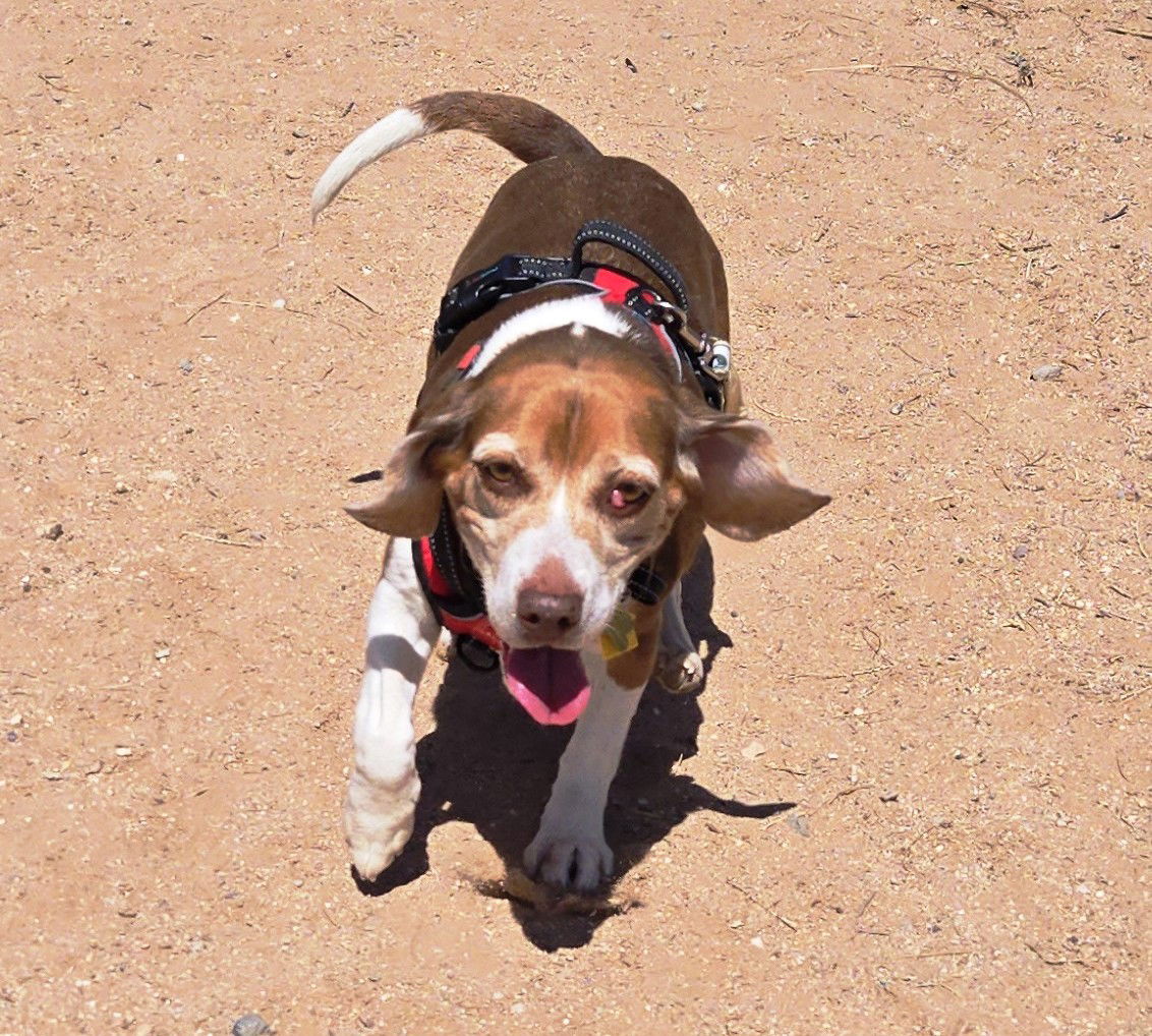 Grace, a adult female Beagle