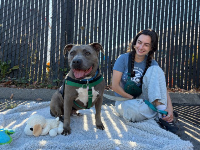 DORIAN, a senior male Staffordshire Bull Terrier Mix