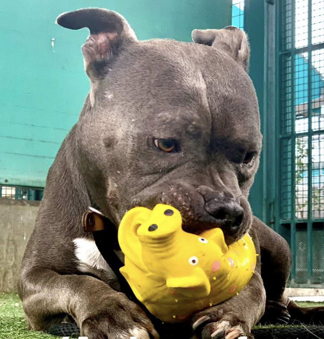 Monkey, a adult male Pit Bull Terrier