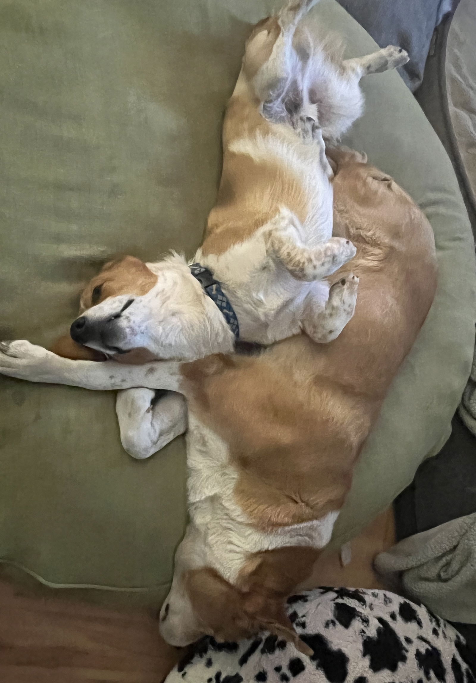 Cody, a adult male Corgi / Cattle Dog Mix