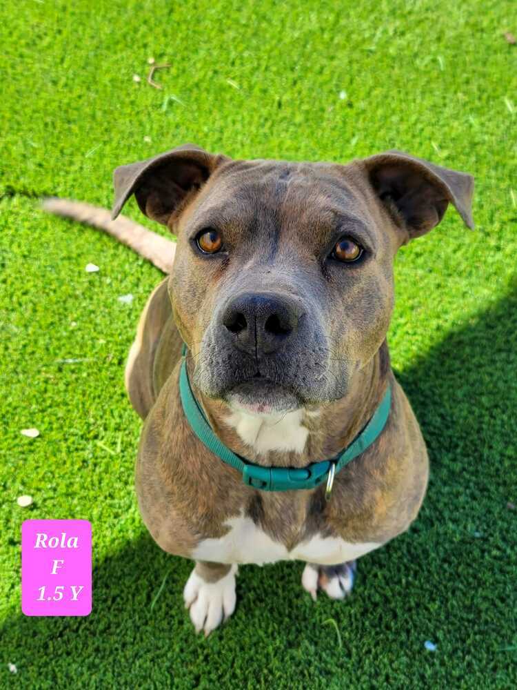 Rola, a adult female Pit Bull Terrier