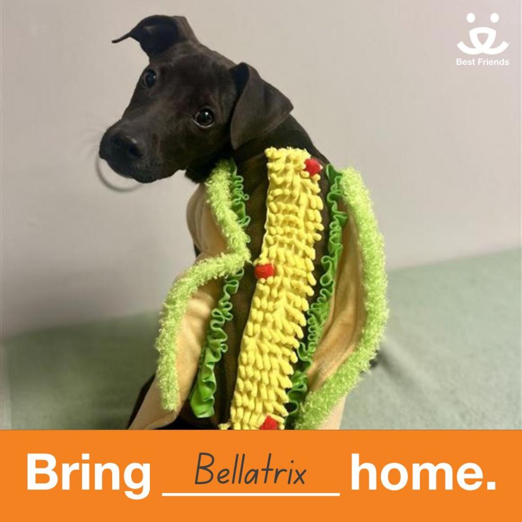 Bellatrix, a young female Terrier