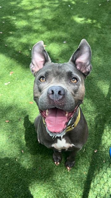 MILLIE, a adult female Pit Bull Terrier