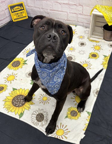 BAC, a adult male American Bulldog Mix