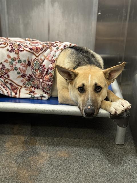 ABBY, a adult female German Shepherd Dog Mix