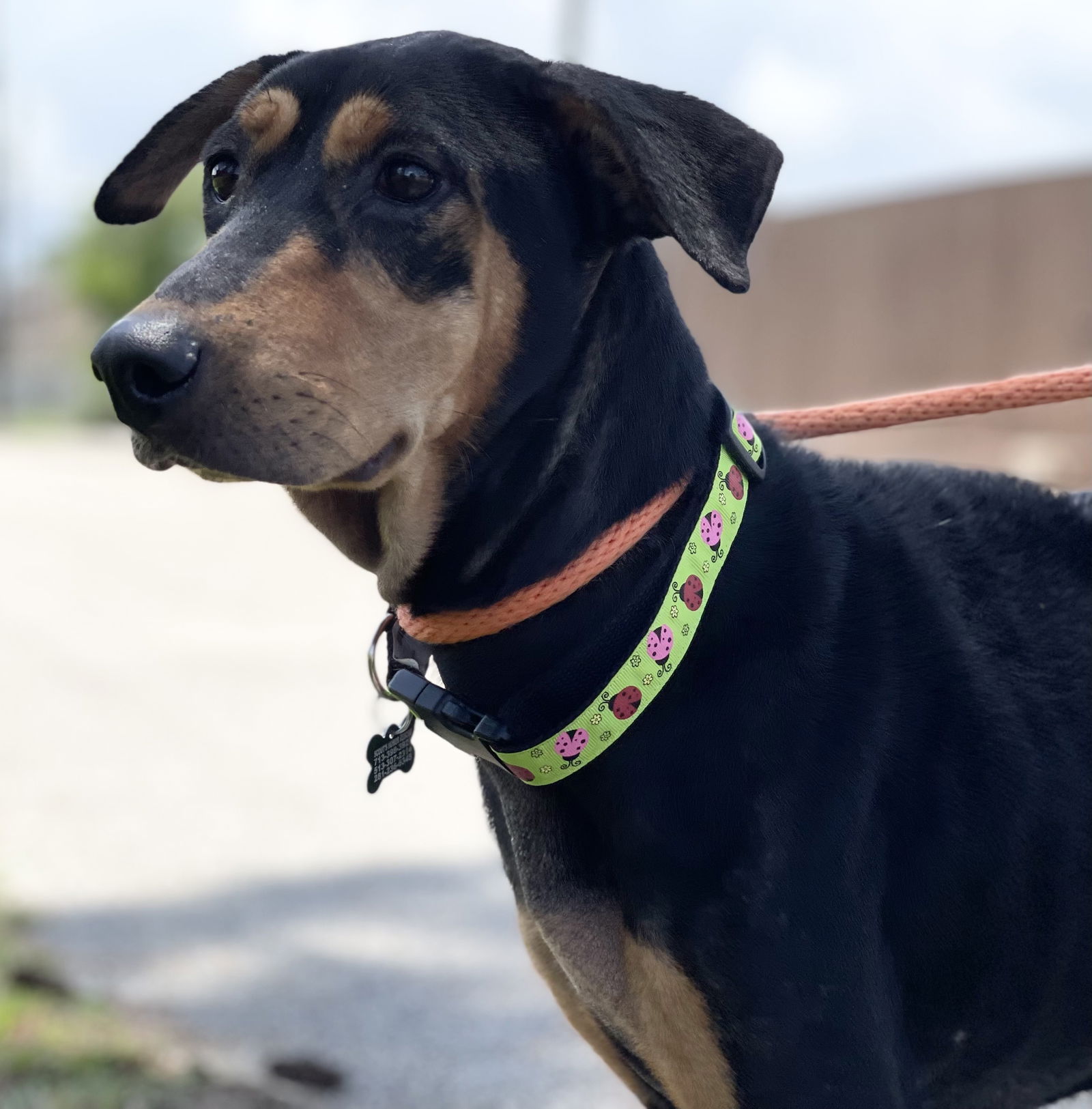 Madeline, a young female Doberman Pinscher / Pointer Mix