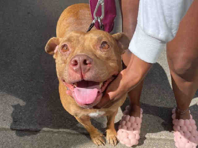 SVEDKA, a adult female Pit Bull Terrier