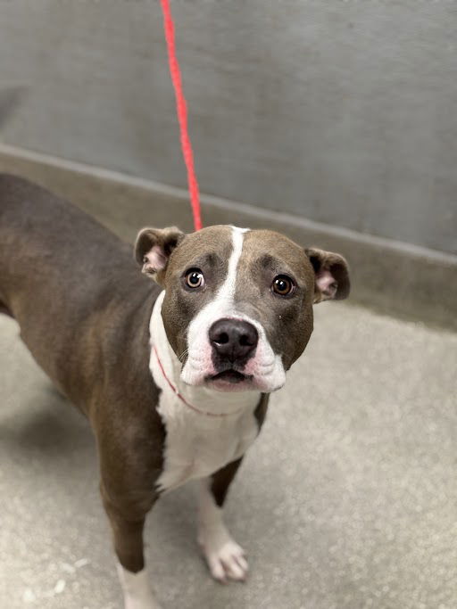 SAVANA, a adult female Pit Bull Terrier Mix