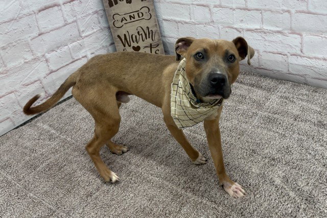 HANK BALLARD, a young male Pit Bull Terrier Mix