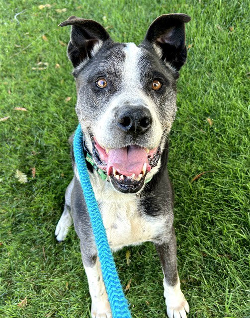 *HARRY, a senior male Great Dane Mix