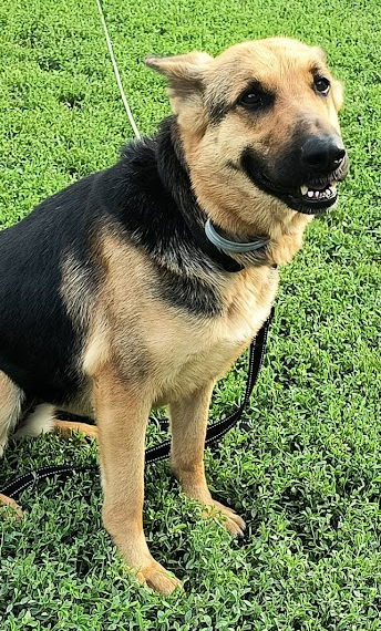 Molly, a adult female German Shepherd Dog