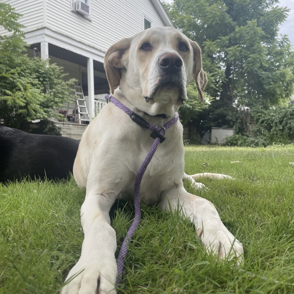 Penny, a adult female Labrador Retriever Mix