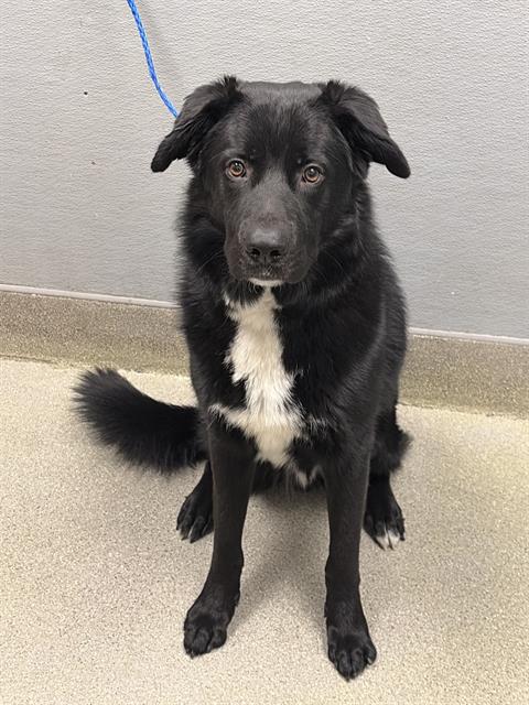 *BENNY, a adult male Labrador Retriever Mix