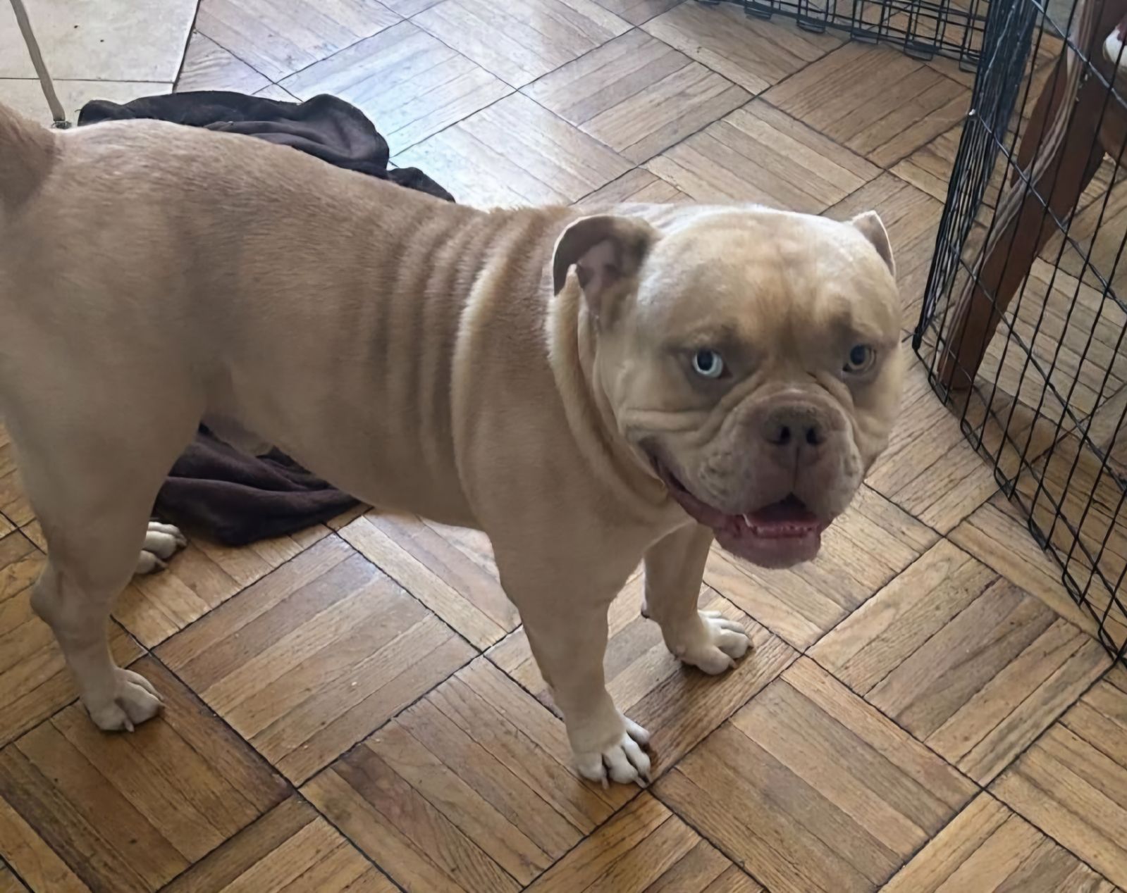 SIMBA, a adult male Bulldog Mix