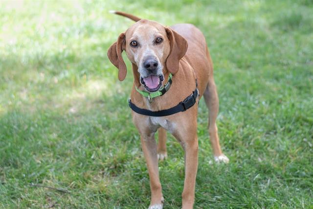 SHYLO, a adult male English Coonhound