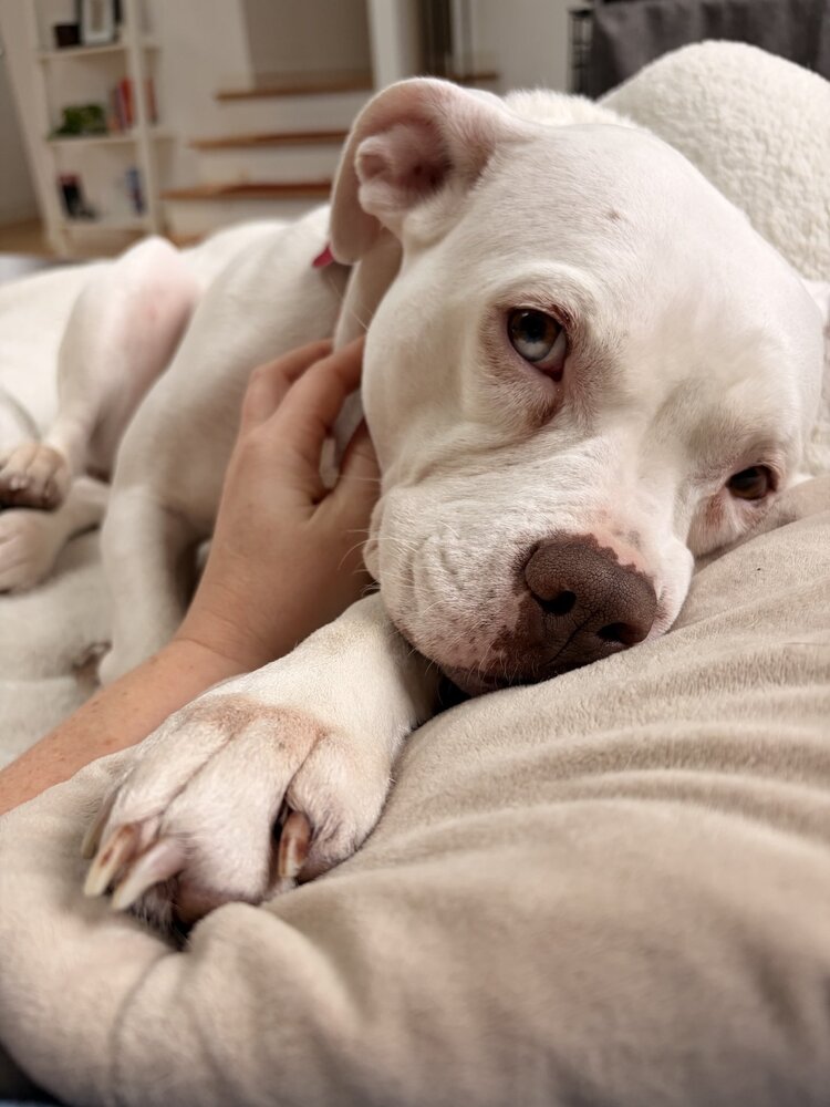 Drip, a adult female Pit Bull Terrier Mix