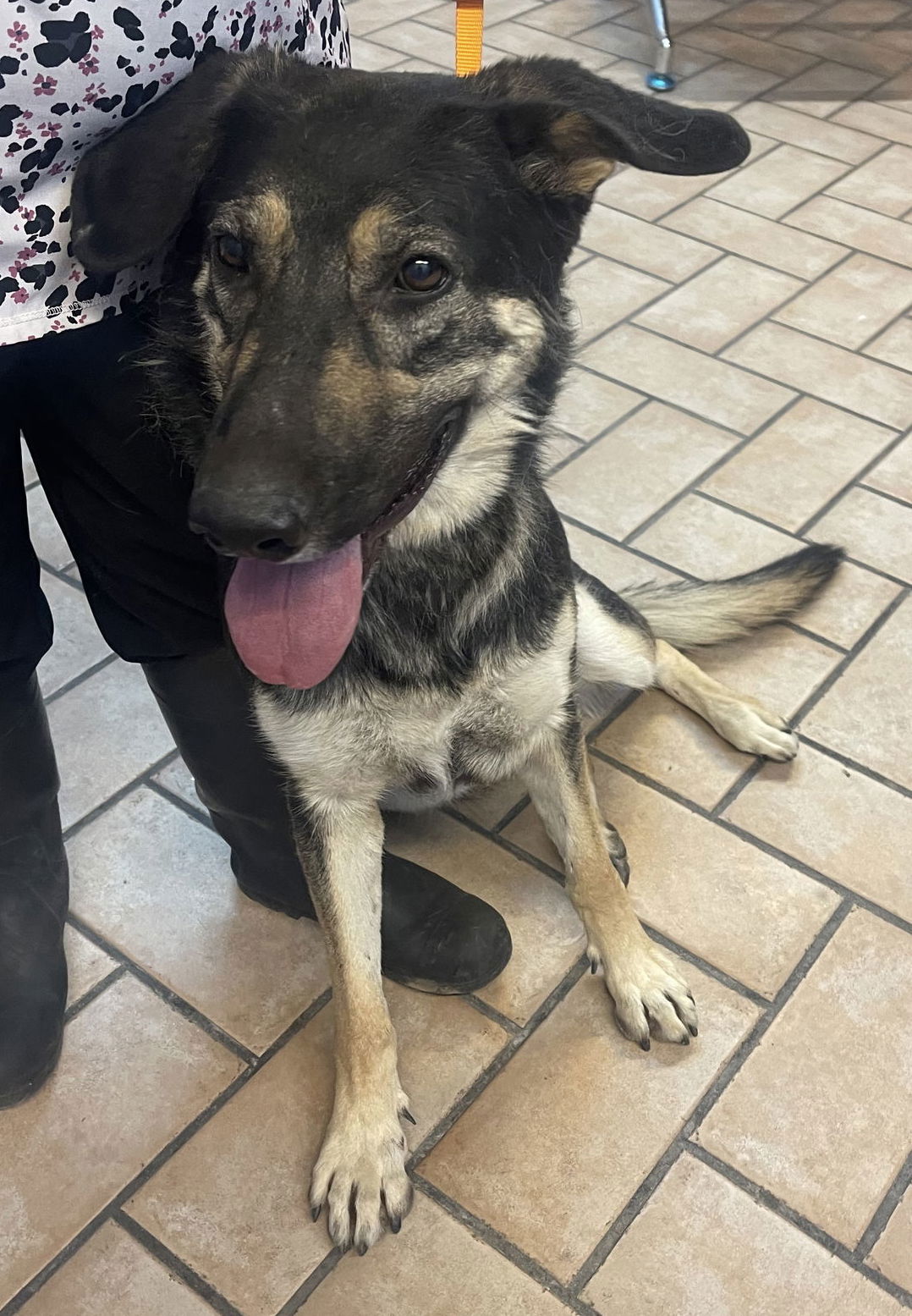 Betty***Courtesy Post***, a adult female German Shepherd Dog