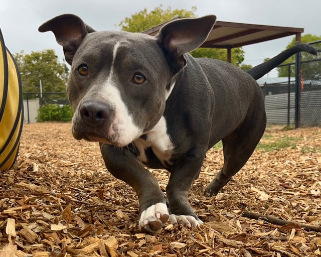 PEPPERMINT PATTY*, a adult female Staffordshire Bull Terrier Mix