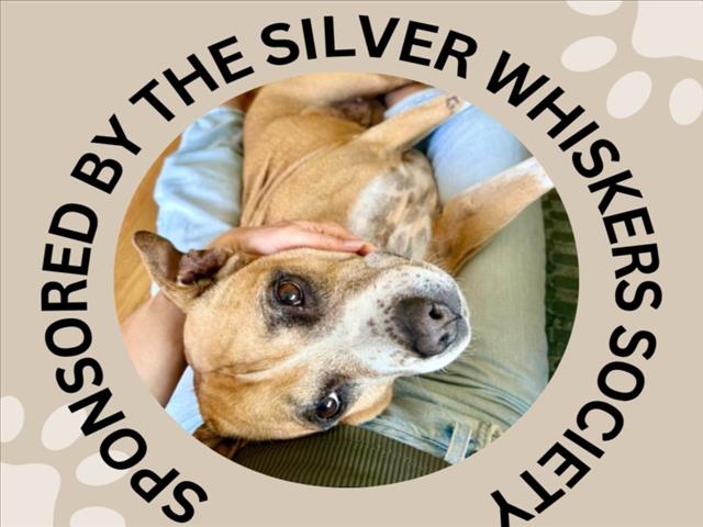 DOVEY, a senior female Pit Bull Terrier / Boxer Mix