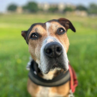 Evander, a senior male Labrador Retriever Mix