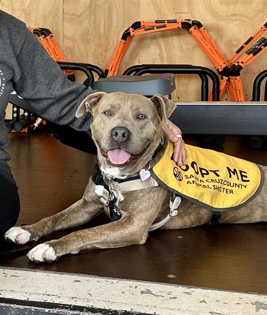 SQUIRT*, a adult male Pit Bull Terrier Mix