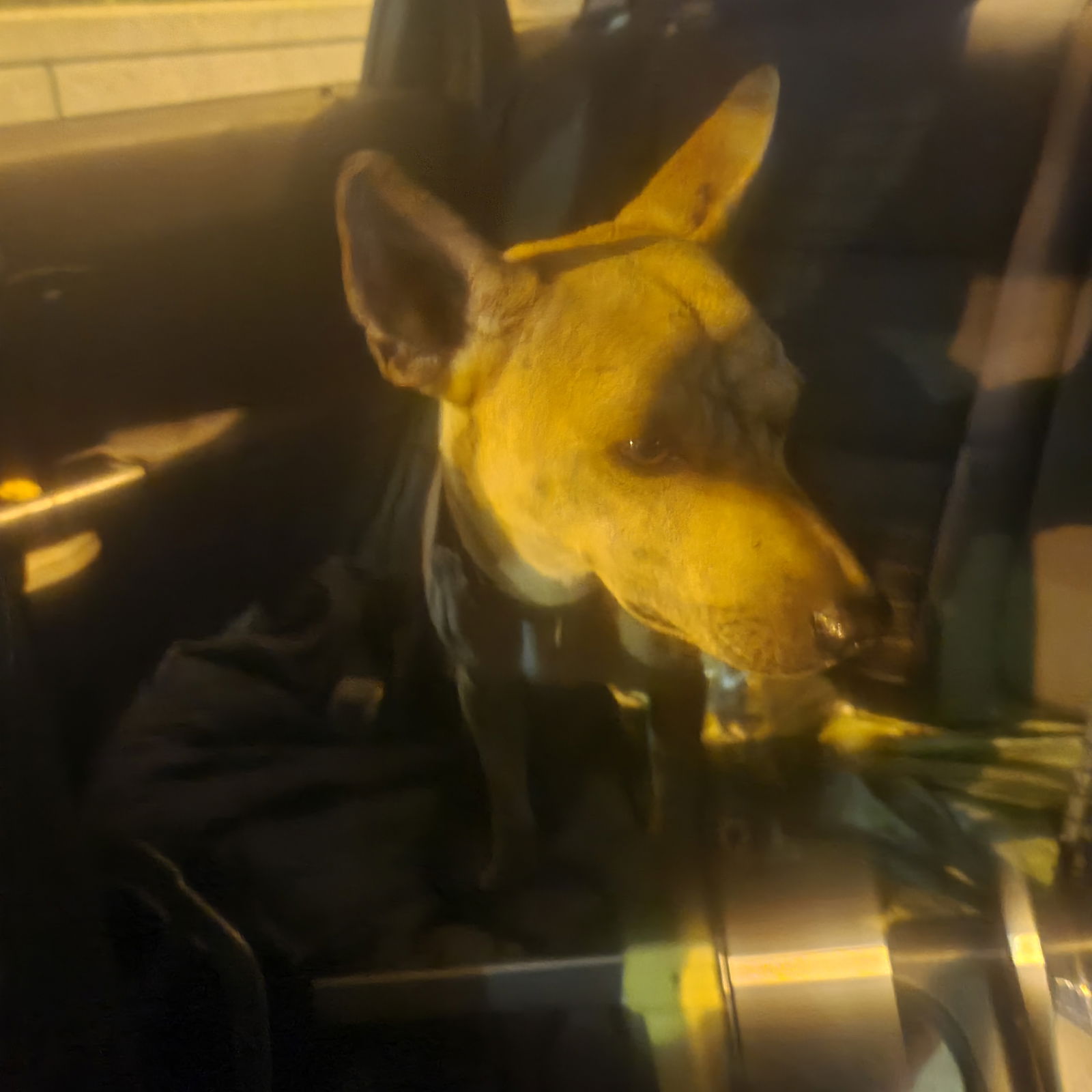 Sonny, a young male Basenji Mix