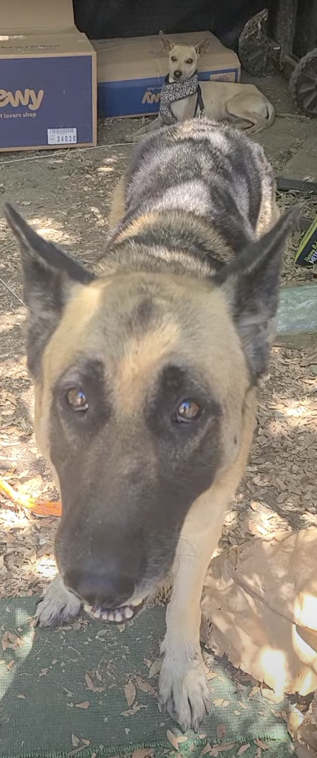 Cher, a adult female German Shepherd Dog
