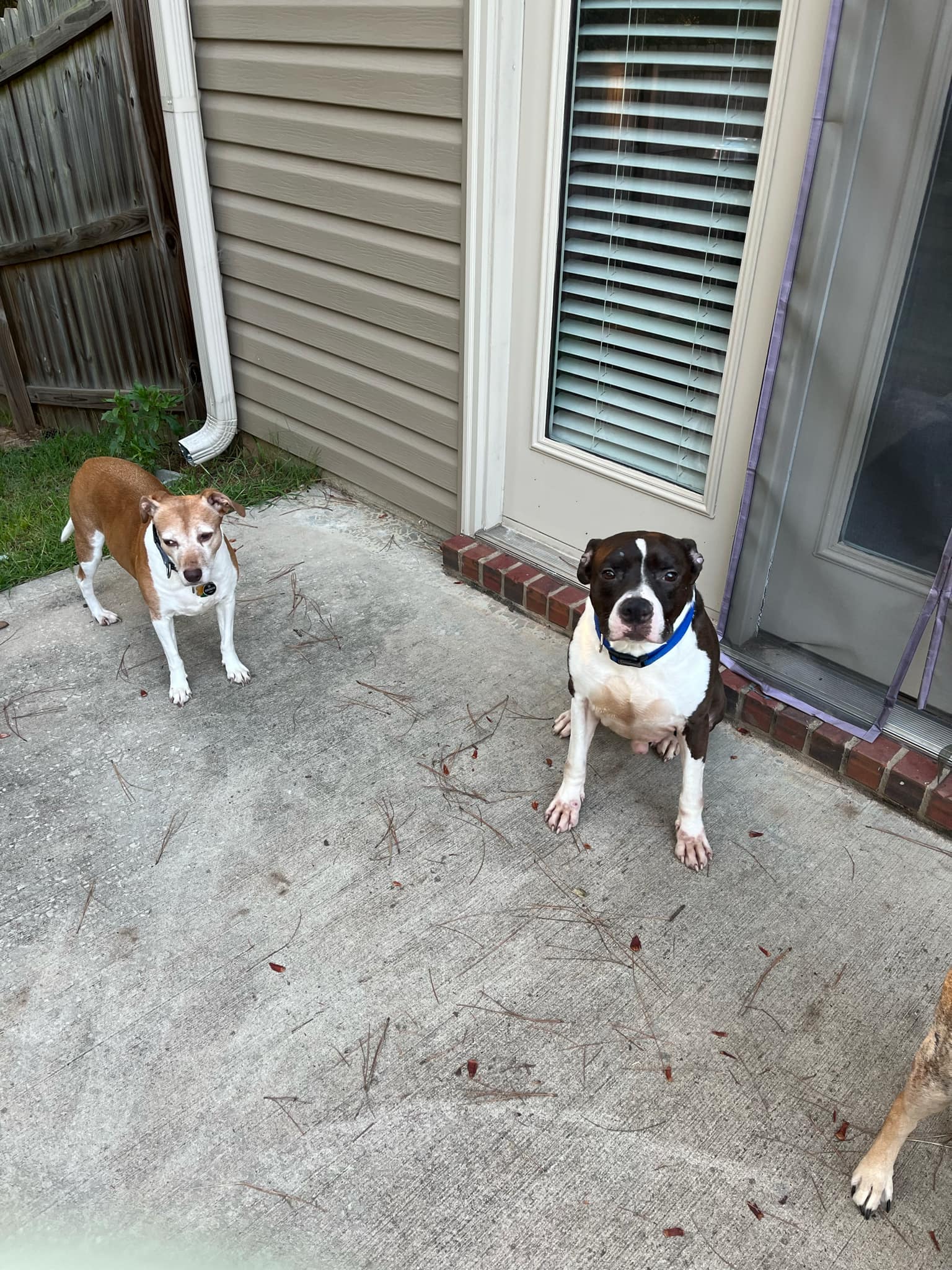Duke, a adult male American Pit Bull Terrier / Border Collie Mix