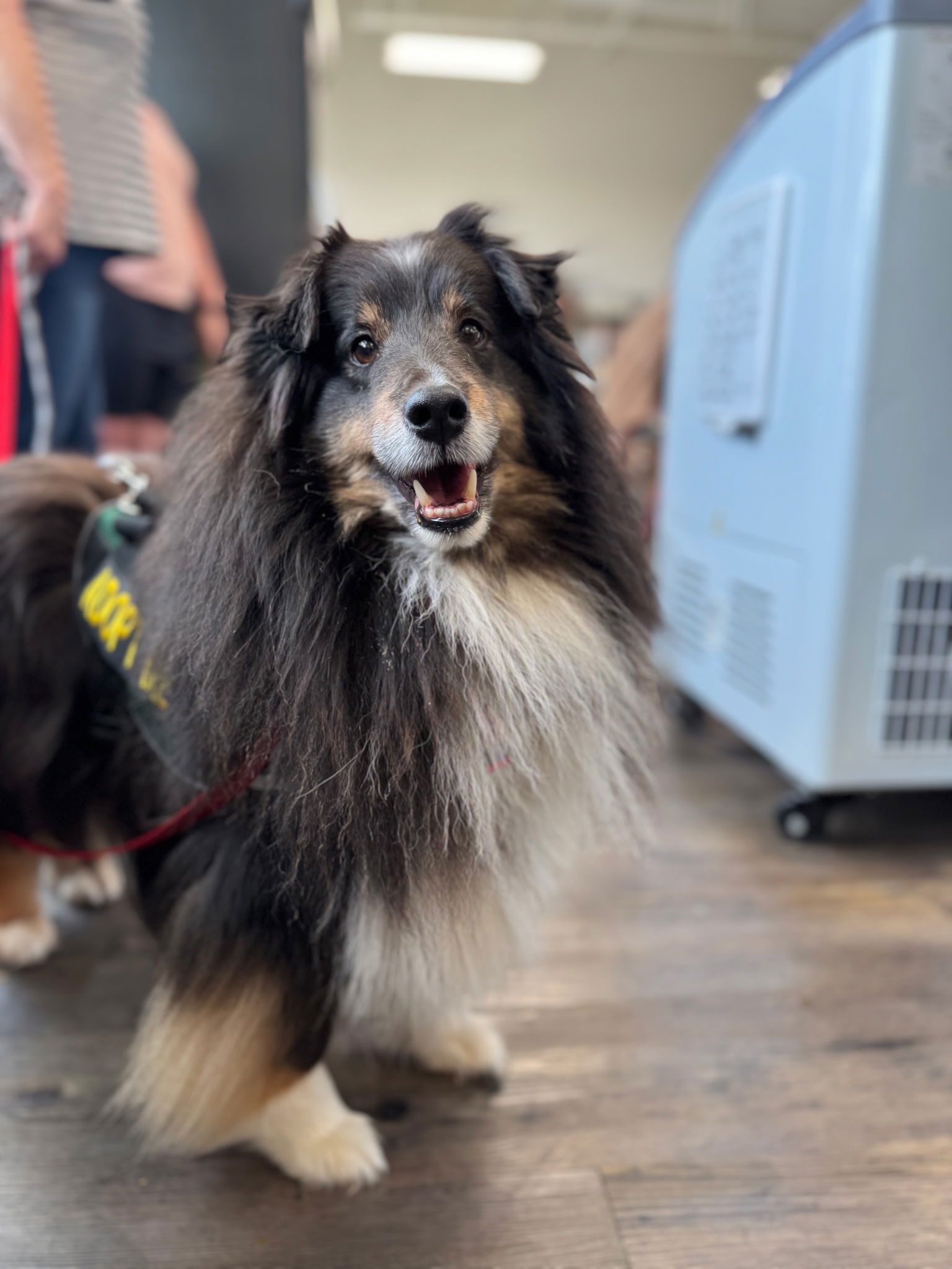 Tucker, a adult male Shetland Sheepdog Sheltie