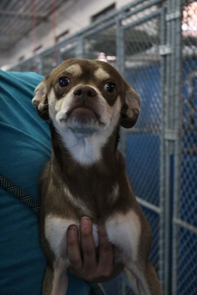 Mocha, a adult male Terrier Mix