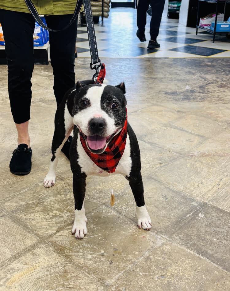 Trevor - ADOPTED!, a adult male American Staffordshire Terrier Mix
