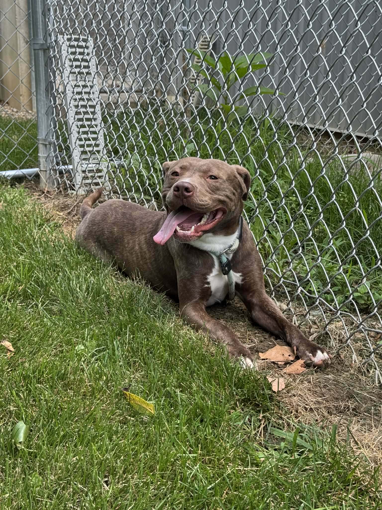 Copper, a young male Bullmastiff Mix