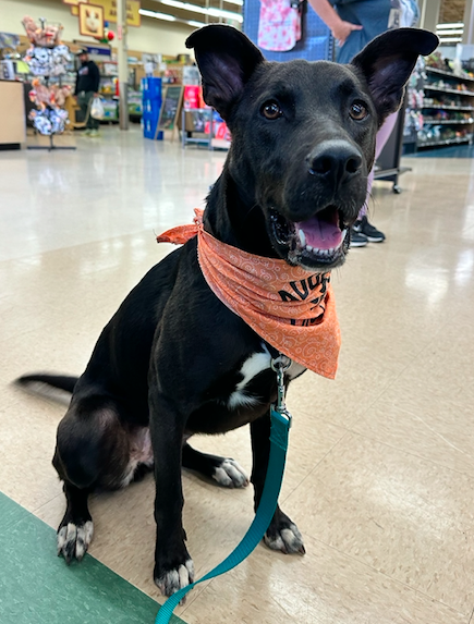 Mavi FOSTER NEEDED TOO!, a adult female Shepherd / Collie Mix