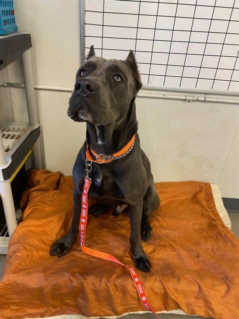 MAJOR, a adult male Cane Corso Mastiff