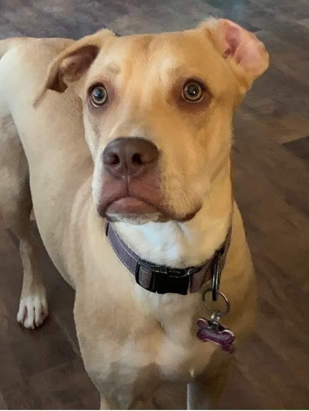 Penny (Paula), a adult female Labrador Retriever
