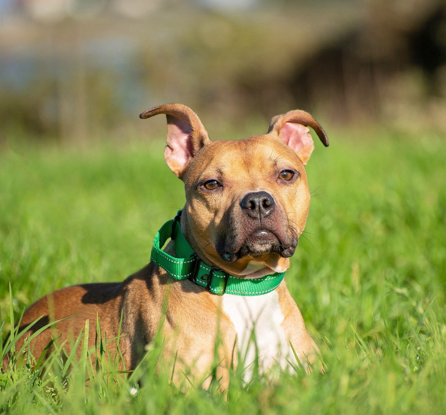 Java, a adult male Pit Bull Terrier Mix