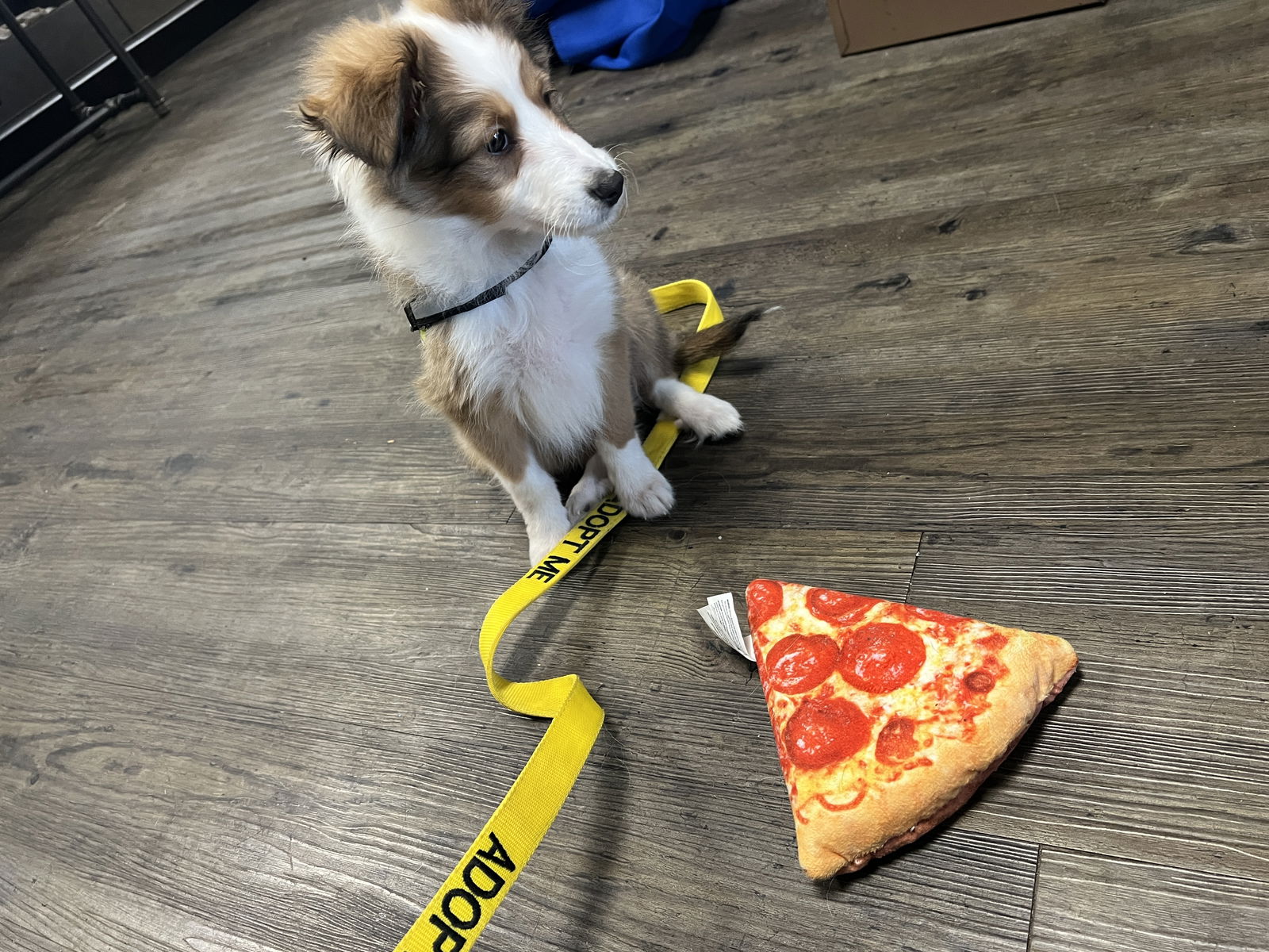 AJai, a baby female Shetland Sheepdog Sheltie