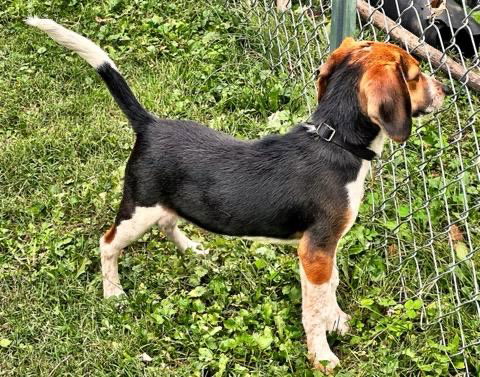 Elvis, a young male Beagle