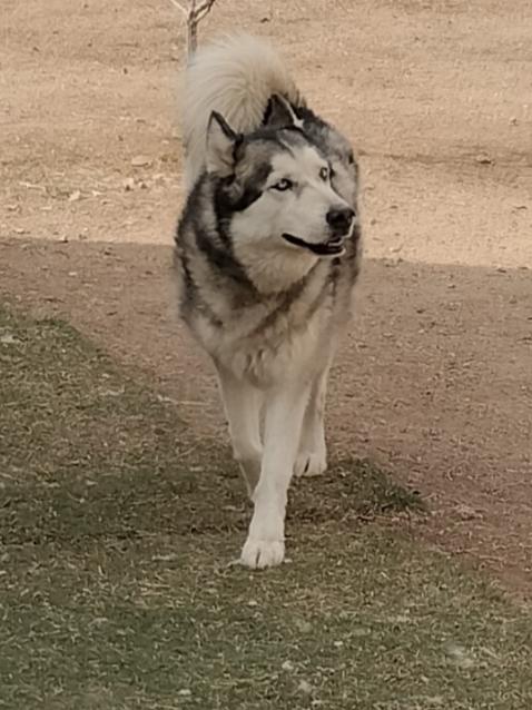 Ralph, a adult male Husky