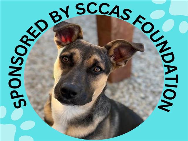 BRUNO*, a young male German Shepherd Dog / Pit Bull Terrier Mix