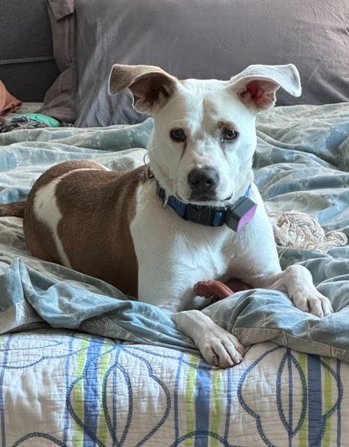TEDDY - Soft as a Teddy Bear, a young male Hound / Terrier Mix